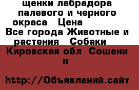 щенки лабрадора палевого и черного окраса › Цена ­ 30 000 - Все города Животные и растения » Собаки   . Кировская обл.,Сошени п.